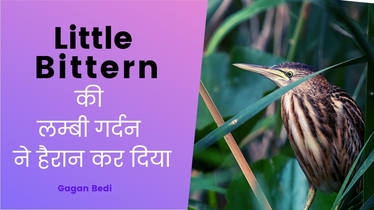 are-little-bitterns-endangered-i-little-bittern-in-its-habitat-little