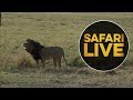 safariLIVE - Sunrise Safari - August 6, 2018