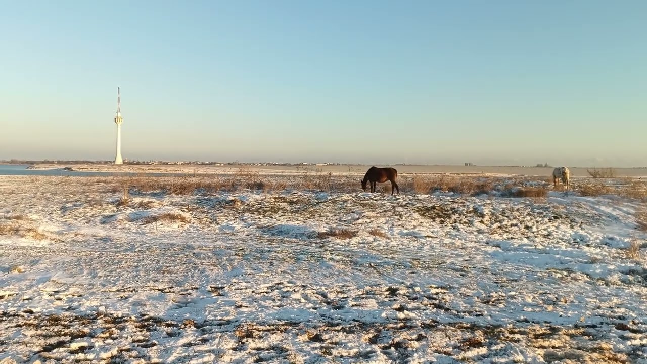 Horses 🐎 on a snowy field / Лошади 🐴 на заснеженном поле 
