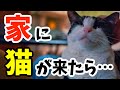 【保護猫】猫を飼うとこんなことが起きました