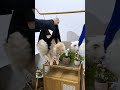 引っかく猫ちゃん、まだ諦めないで😂🐱