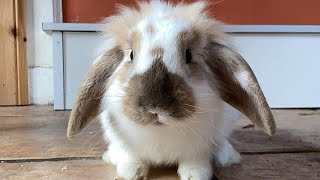 American Fuzzy Lop | American Fuzzy Lop Rabbit | Fuzzy Lop Rabbit by PetsAndAnimals 1,410 views 1 year ago 3 minutes, 12 seconds