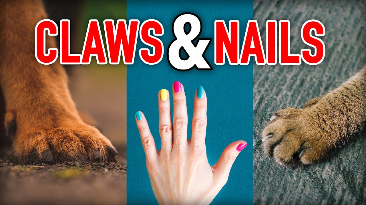 Why Dogs Have Shovel Claws and Cat Claws Retract Random Theory EP. 60