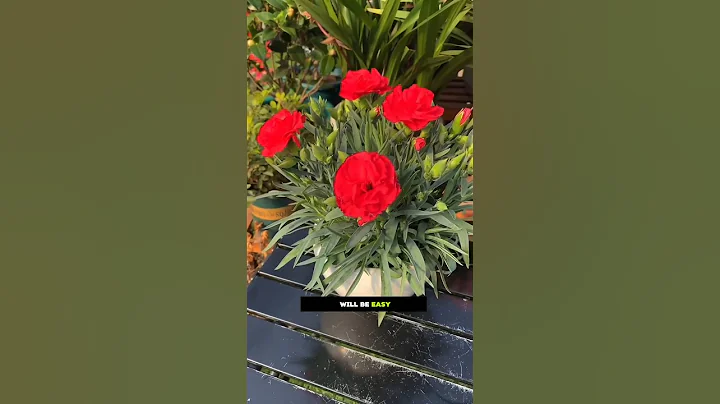 Secret Watering Formula for Fast Flower Growth! 🌸🍀 | Easy Gardening Tips||#gardening #viralshorts thumbnail