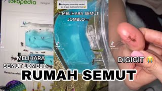 Pertama kali punya rumah semut ketemu GAGA GUGU