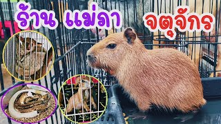 คนเลี้ยงสัตว์ EP.92​ ไปดู​ คาปิบาร่า​ ร้าน​ แม่ภา ตลาดจตุจักร​ #animals #exotic #capybara