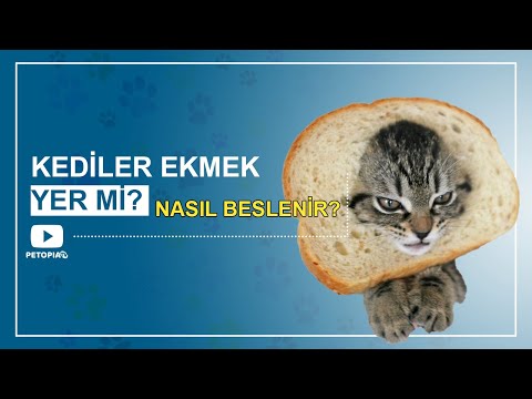 Video: Singapura Cat Breed Gerçekler ve Bilgi