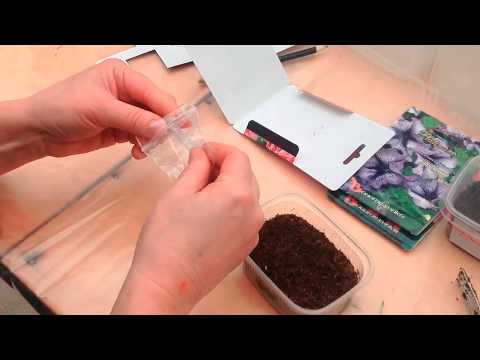 Video: How to grow Gatsania from seeds at home