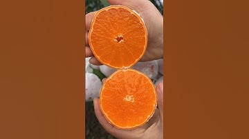 Enjoy Beautiful Magical Orange 🍊