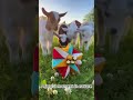 Cute Baby Goat Jumping in the Green Field 🐐💖/Like & Subscribe/Thank You#shorts #cuteanimals #viral