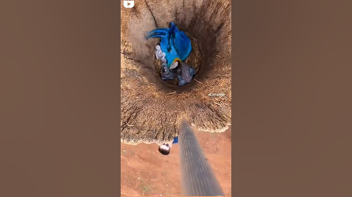 sarang burung macou di alam liar  ||| #paruhbengkokindonesia