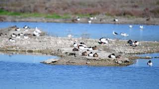 Information Spring Migration at S'Albufera, Mallorca March 2018 Guide