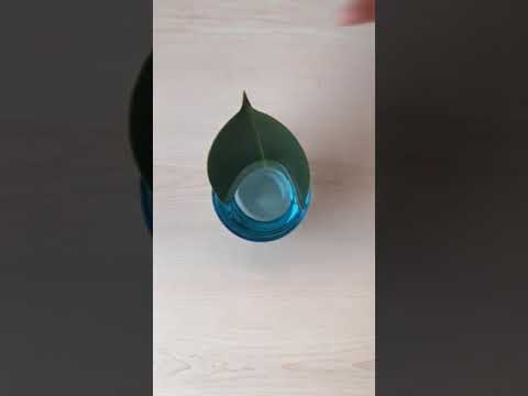 طريقة تكاثر نبات المطاط Rubber Plant Propagation Method