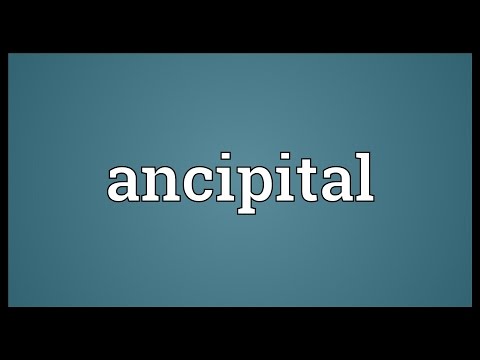 Header of ancipital