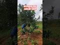 bersihkan dahulu gulma baru tabur pupuk agar penyerapan maksimal #video #farmingtips#shortvideo#farm