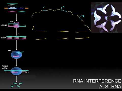 Video: RNA Silencing Leader (SLS) Yang Disambungkan - Jalur Kematian Sel Yang Diprogramkan Di Trypanosoma Brucei Yang Disebabkan Oleh Tekanan ER