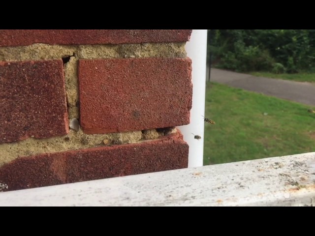 Newbury Slow Mo Wasps