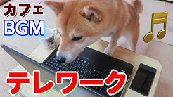 Shiba Inu Ch Mameda Chamesuke Youtube