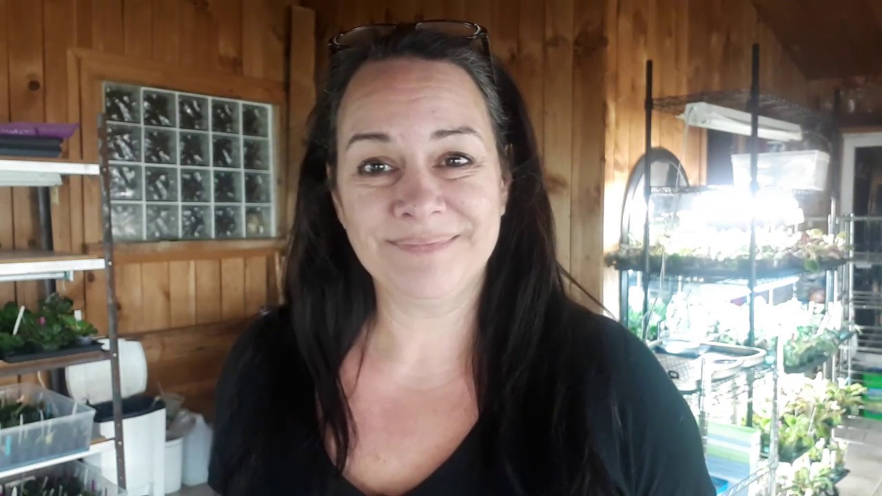 How to propagate african violet leaves in soil the right way YouTube