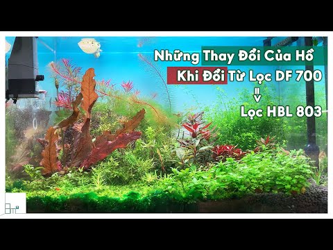 Video Những Thay Đổi Của Hồ Thủy Sinh Khi 8m2 Đổi Từ Lọc DF... - youtube