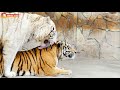 Золотая ЛЮБОВЬ БЕЛОГО ТИГРА Хасана! Тайган. Tigers life in Taigan.