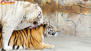Золотая ЛЮБОВЬ БЕЛОГО ТИГРА Хасана! Тайган. Tigers life in Taigan.