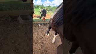 Got a bossy mare and a new pony? 😬 Herd dynamics can be tricky, especially when introducing a small