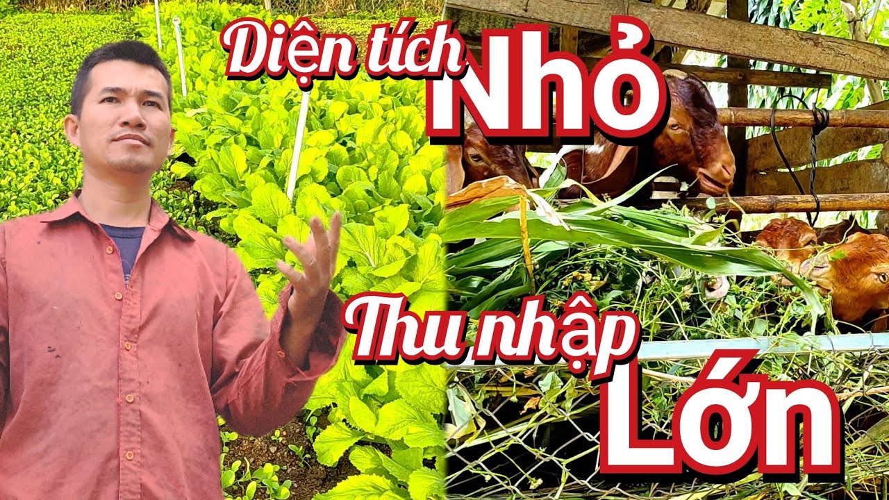 Cách Phát Triển Kinh Tế Ở Quê Với Diện Tích Nhỏ - Chia Sẻ Từ Thực Tế