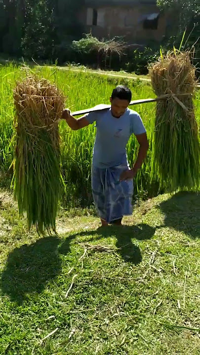 Agriculture hard work short visual_|| cow food bringing tough together_|| @MAIBEntertainment