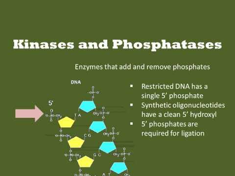 วีดีโอ: ปฏิกิริยาประเภทใดที่ฟอสฟาเตส Catalyse?