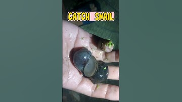 Về Miền Tây Bắt Ốc Lác Tại Vườn Trái Cây | Catch Big Snail In The Garden #snail #ốc #shorts