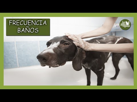 Video: ¿Con qué frecuencia se puede sumergir un cachorro?