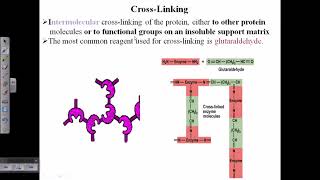 Enzyme immobilization
