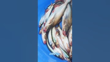 #Shorts / Câu cá xác sọc cá ba sa mồi này nó khoái lắm miền tây sông nước #KiềmRapper