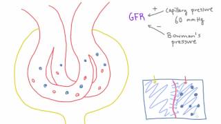 What changes GFR? The Starling equation