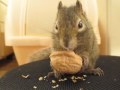 クルミを隠さなきゃ!その1 - Need to Hide the Walnut! #1