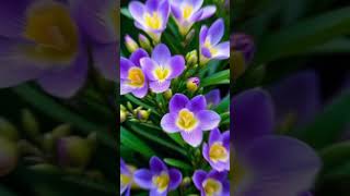 Famous Symbols of peace #peacfull #music #love #flowers #nature #beauty #beautiful Wealth