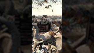 قصة أصحاب الفيل وأبرهة والطير الأبابيل /عام الفيل /مولد النبي #ﷺ #viral #shortvideo #islamicvideo