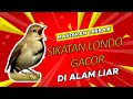 Masteran Terbaik Burung Sikatan Londo Dada Coklat Gacor Full Isian Dengan Durasi Panjang Dan Jernih Mp3 - Mp4 Download