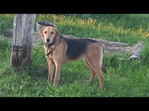 Русские гончие Аргон