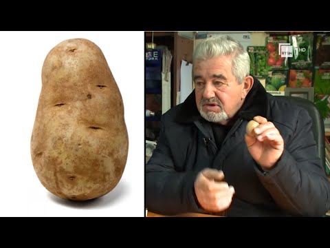 Video: Rritja e bimëve të patates - Informacion mbi thellësinë e mbjelljes së patateve