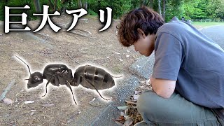 この季節にしか現れない巨大アリをひたすら待つ