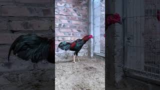 Feathers Look Clean And Neat chicken animlas funny fyp