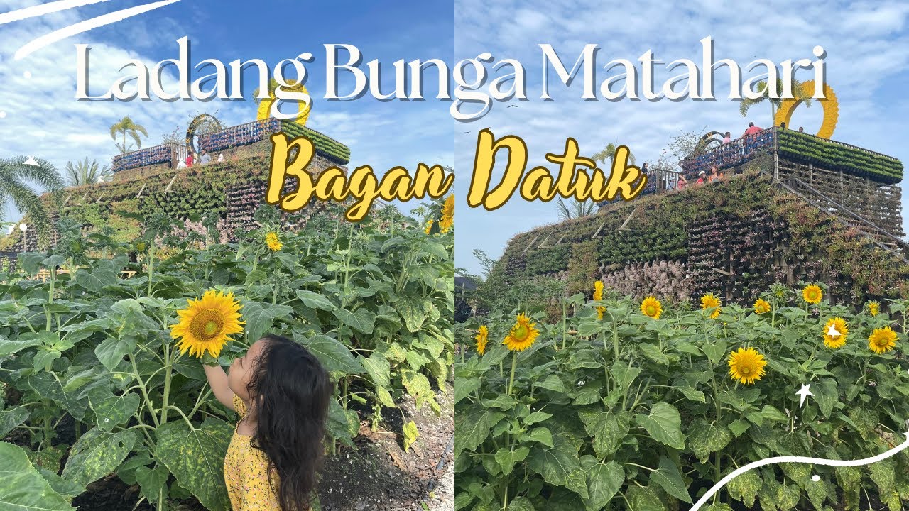 Tarikan orang yang melawat ke Ladang Bunga Matahari • Sunflower Garden