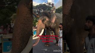 ROYAL ELEPHANT LINE-UP! Mysuru’s Dasara elephants are getting ready for grand celebration! 🐘 #shorts