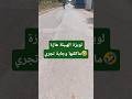 لويزة الهبيلة هازة ماكلتها وجاية تجري   العظماء قطط الرحمن اكسبلور الورقات 