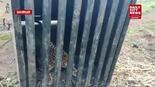 Download Lagu Leopard drags young woman across 200 feet in Jambut Village, Shirur! Forest Department finally MP3