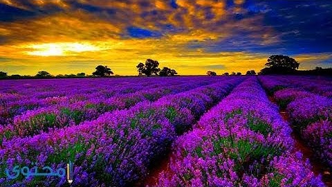 تقليد فضيلة الشيخ ماهر المعيقلي في أواخر سورة هود(عليه السلام)