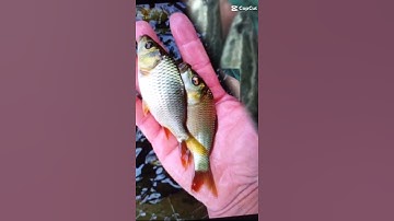 cá giống sơn phát Bình Thuận chuyên cung cấp đầy đủ các loại cá giống ai cần alo e ạ 0372076731 sơn