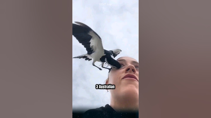The Australian magpie is a very dangerous bird that you might not know about. #magpies